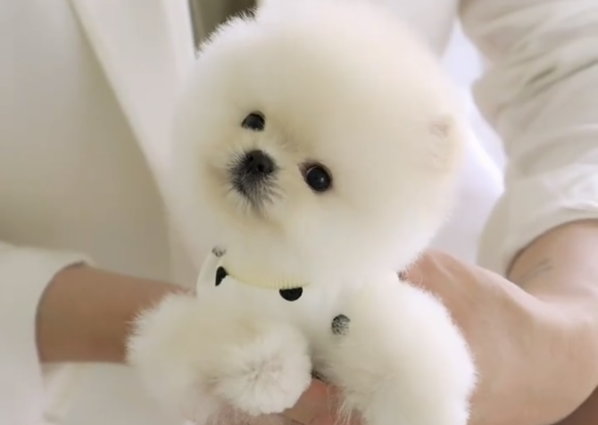 Boo Pomeranian teddy bear bebeklerimiz